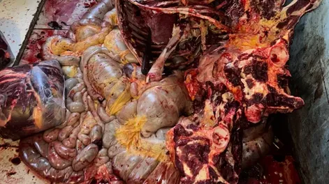 [IMÁGENES SENSIBLES] Sorprenden en Chimbas a tres hombres mientras faenaban tres caballos