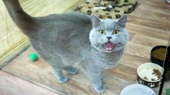 ¿Qué gato es el que te representa? Descubrí cómo sos con los demás con este test