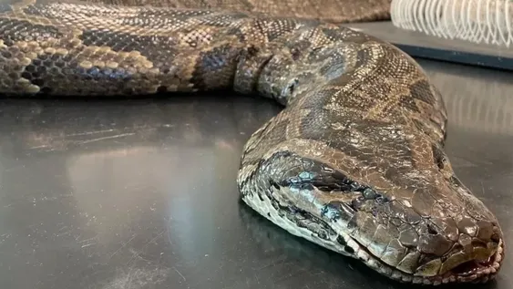 Cazaron una pitón de 5 metros y 97 kilos, y hallaron algo increíble en su interior