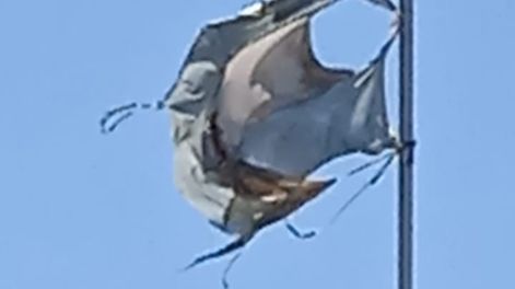 “Alta en el cielo, un águila…herida”