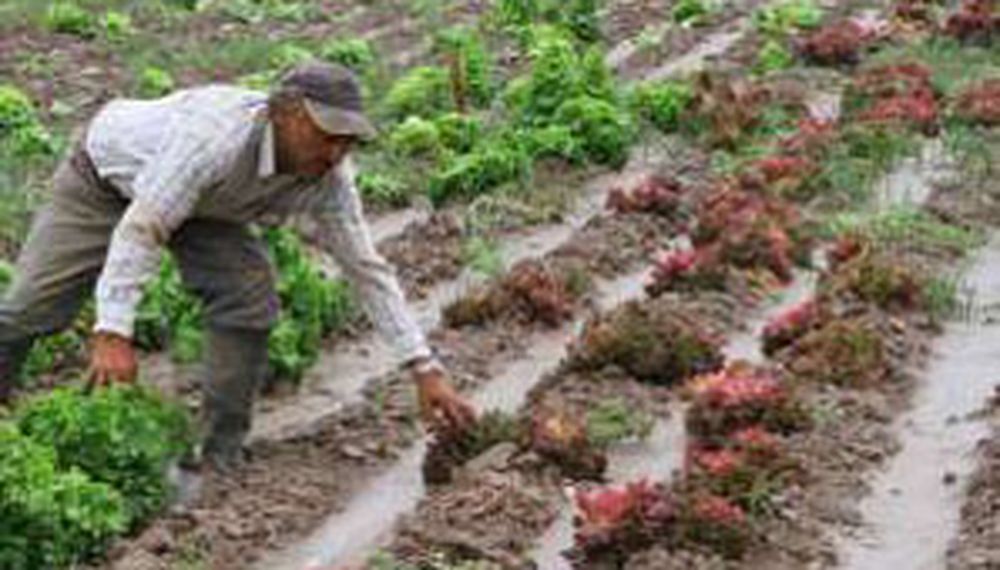 Las lluvias le asestaron el tiro de gracia a lo quedaba del tomate industrial local