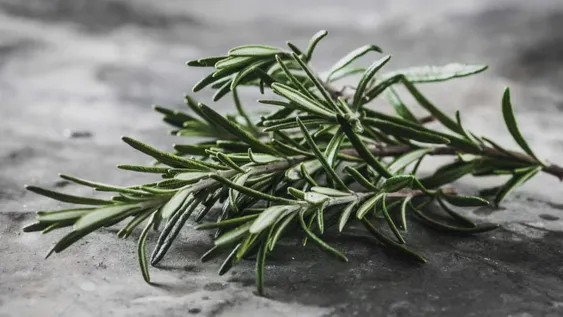 La hierba que todos usamos y es recomendada por Harvad para cuidar la memoria