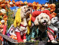 san juan vivira un desfile de mascotas terrorifico: disfraces, premios y una invitacion a vivir una tarde distinta san juan vivira un desfile de mascotas terrorifico: disfraces, premios y una invitacion a vivir una tarde distinta
