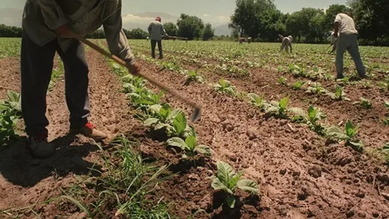 Sube el monto de la prestación por desempleo a trabajadores rurales