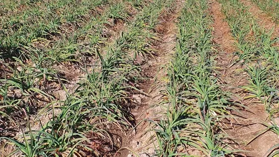 Fertilizantes de Satus Argentina para cultivos de ajos de estación