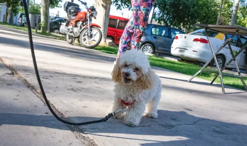 Cronograma semanal de castración gratuita y vacunación antirrábica para perros y gatos