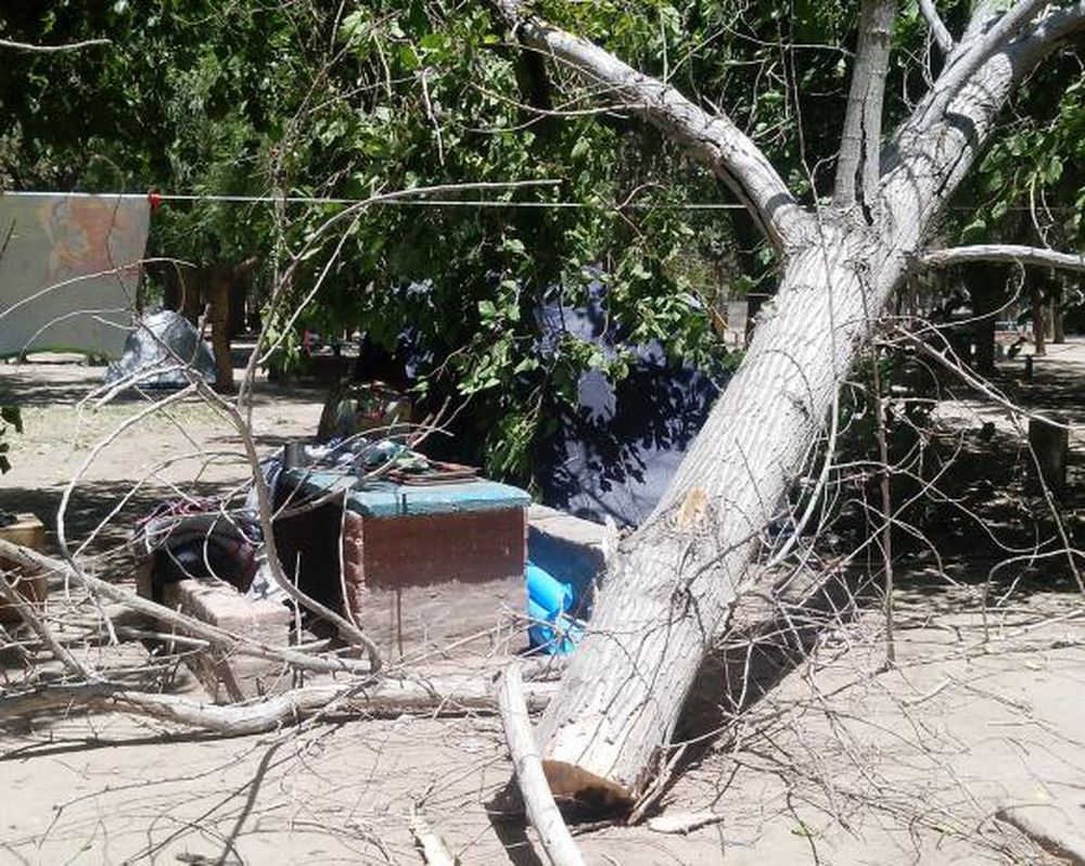 Una familia se salvó de ser aplastada por un árbol seco