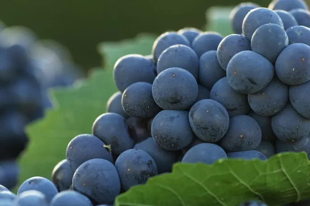 Un crecimiento auspicioso