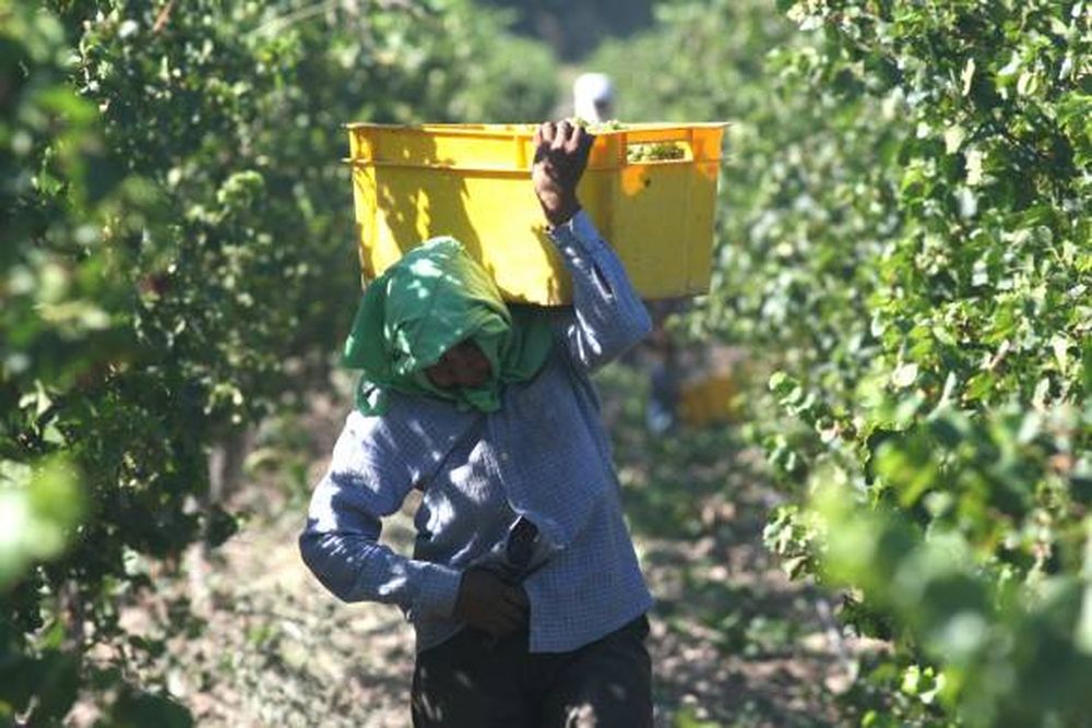 Habrá un pago bajo para blanquear al temporario