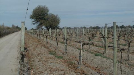Vinos: fue aprobada la Indicación Geográfica Pozo de Los Algarrobos