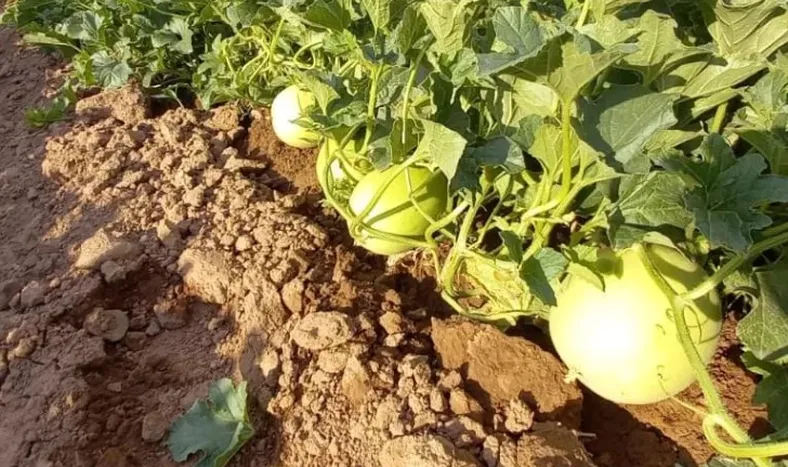 Consejos para tener buenos lotes, con estrés por altas temperaturas