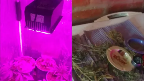 Allanaron su casa por un robo pero le descubrieron cultivos de marihuana