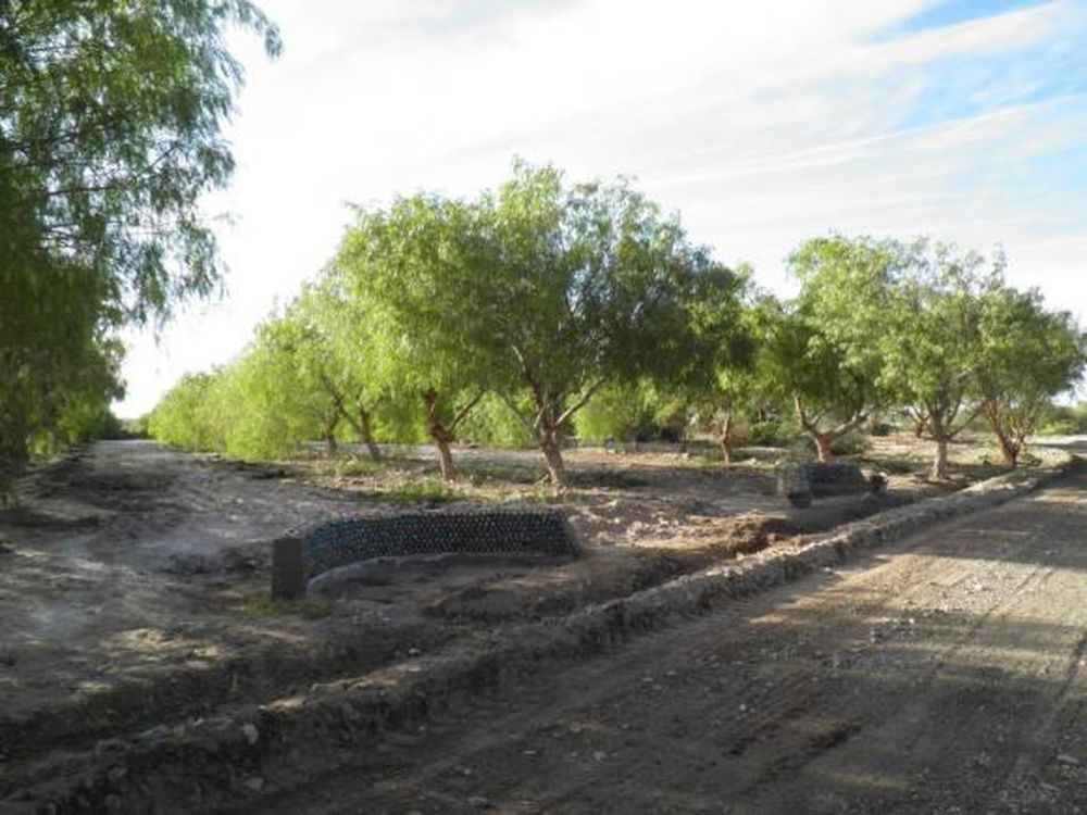Un bosque y miles de retamos para remediar una escombrera de polvo