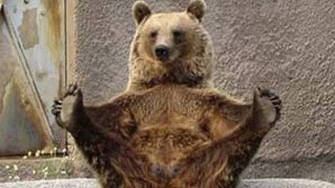 Una osa que hace yoga