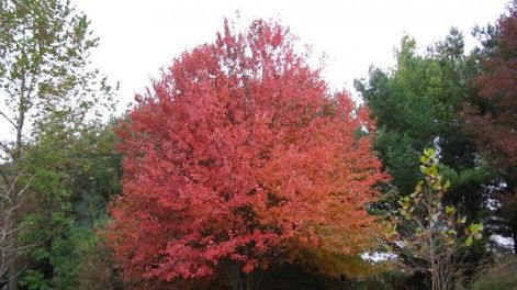 Otoño furioso