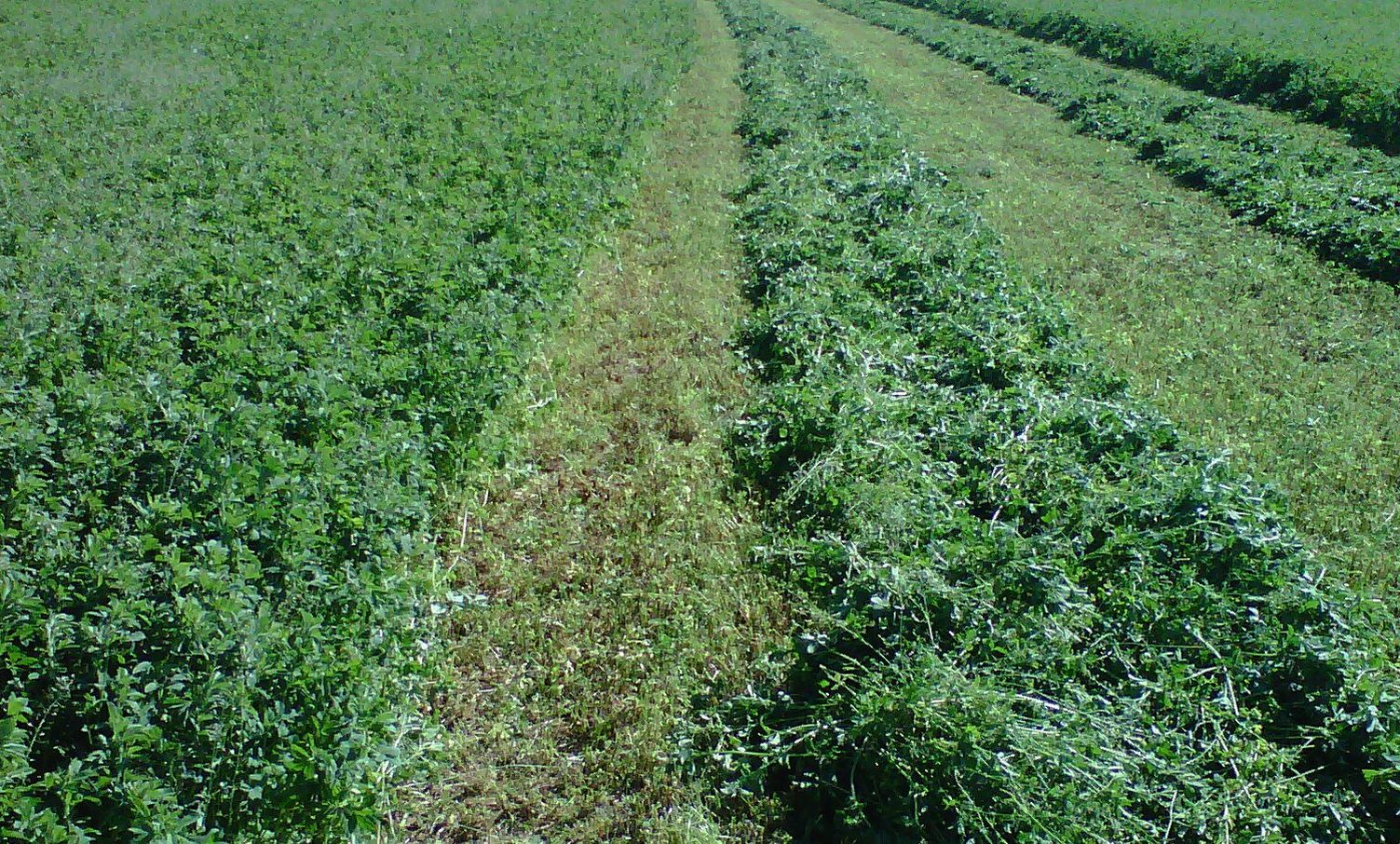 La alfalfa es un alimento buscado por el sector ganador por su valor nutricional y a su vez permite recuperar suelos si se usa en rotación.&nbsp;