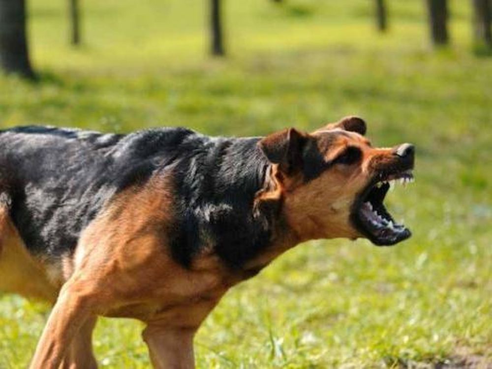Un niño de 9 años terminó en el hospital luego de ser mordido por un perro