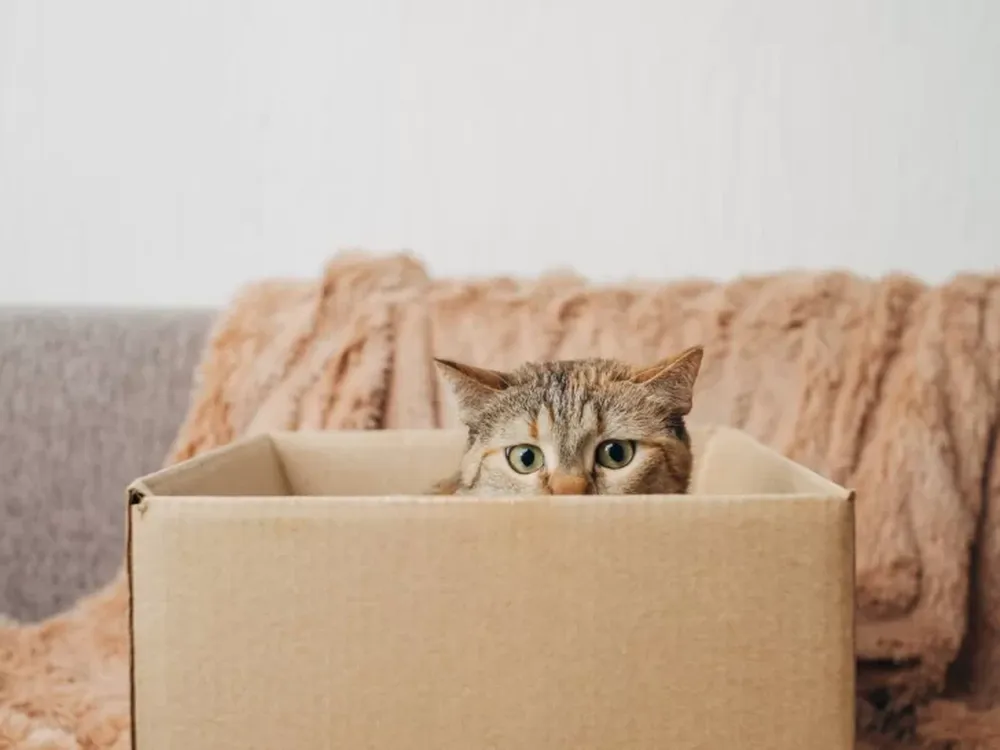 Por qué los gatos prefieren las cajas de cartón, ¿les ayuda a combatir el estrés?
