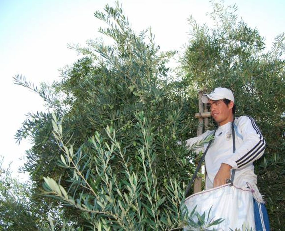 Aceituna: Hay un 40% menos de cosechadores