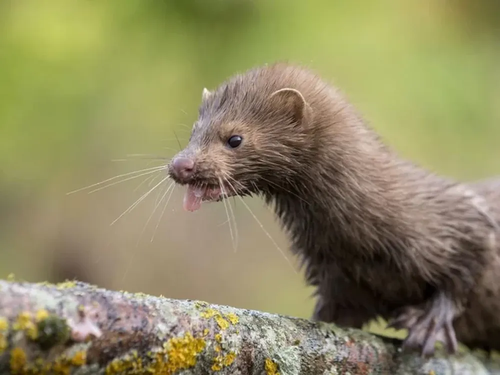 Estados Unidos detecta el primer animal silvestre infectado por el nuevo coronavirus