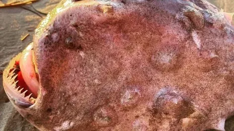 La espeluznante criatura marina hallada en el fondo de un océano que desconcierta a todos