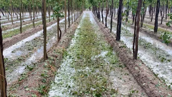 Daños de hasta 70% en viñedos de 4 departamentos causó el granizo