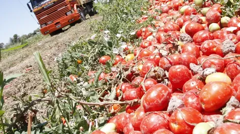 Diario de Cuyo | TECNIFICACIÓN. El tomate para industria es el sector con mayor porcentaje de producción riego por goteo, con más del 95% de las fincas con este sistema.