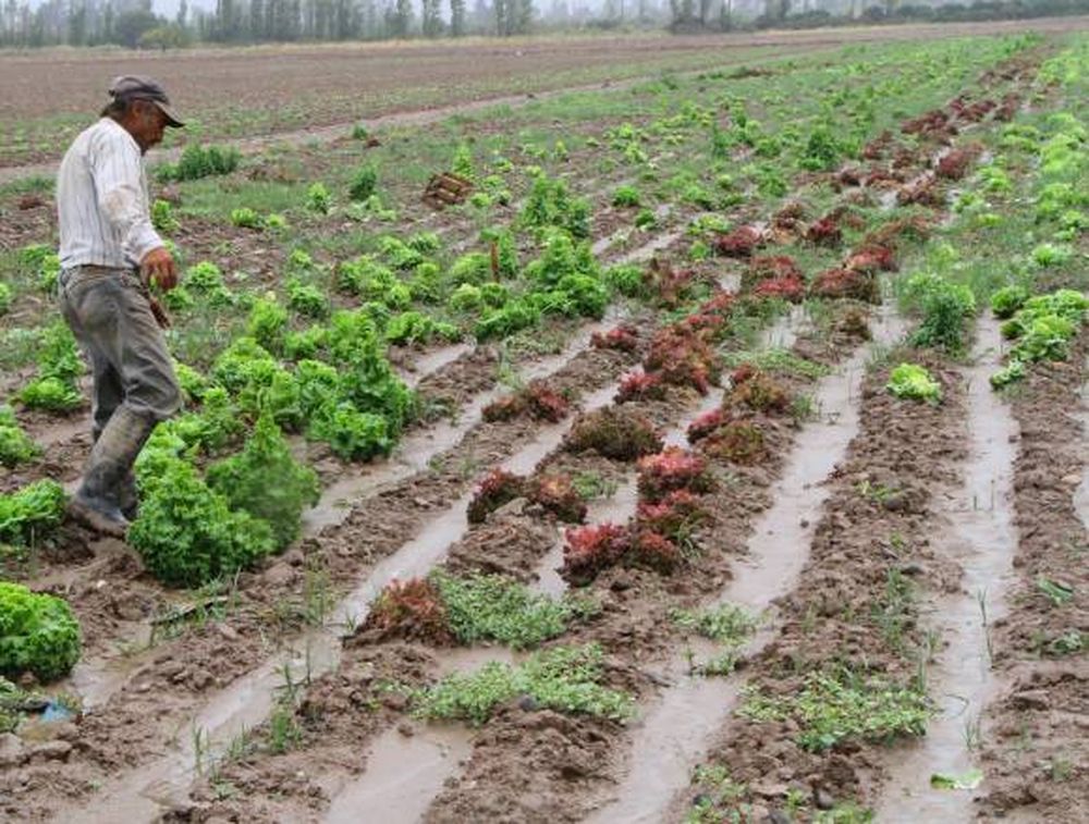 Precios: tomates, papas y acelga subieron 40%