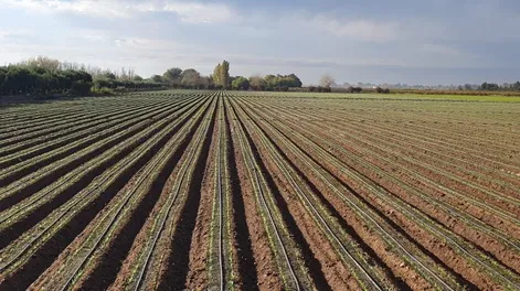 Siembras de espinacas en el corazón chacarero local