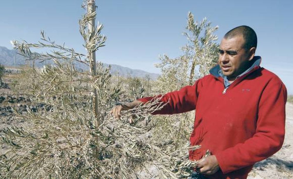 Olivos: deben denunciar