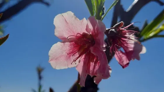 Flor de duraznero