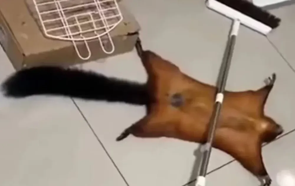[VIDEO] Una ardilla fingió su muerte luego de haber sufrido un “terrible” accidente