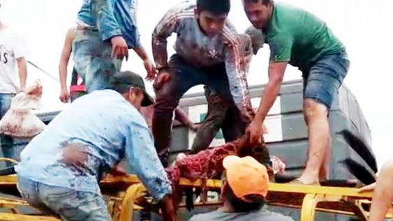 Un tren chocó un camión con vacas y vecinos las faenaron