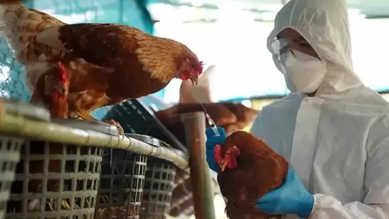 Confirman el primer caso humano de gripe aviar en Chile