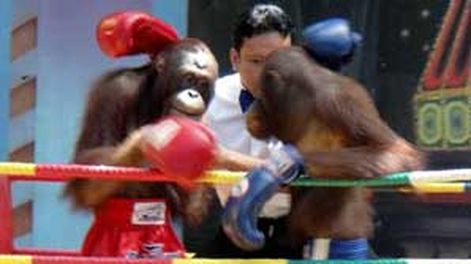 Orangutanes boxeadores