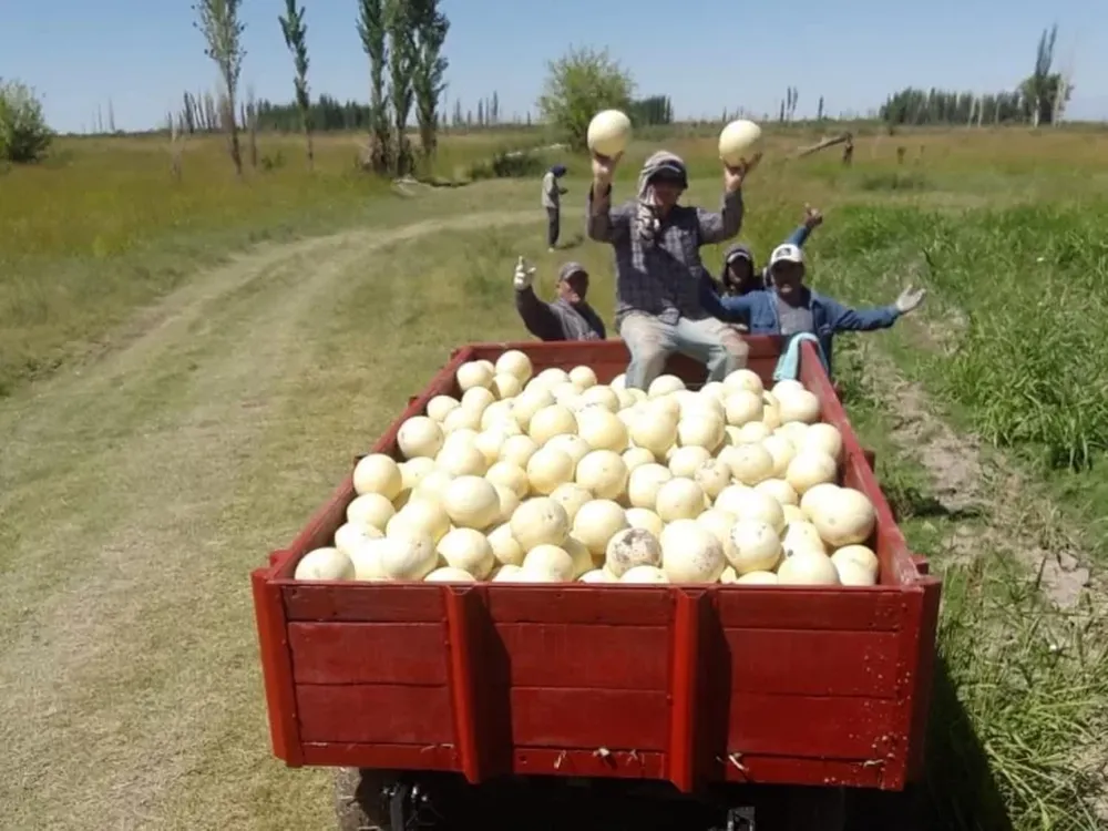 Boom fotográfico para el melón de Media Agua – San Juan