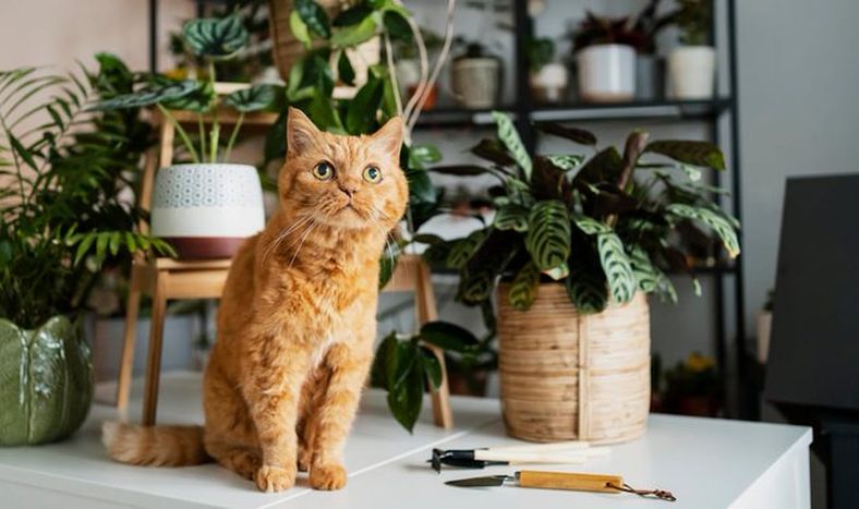 Ni retarlo ni gritarle: los 3 trucos para mantener a tu gato alejado de las plantas.