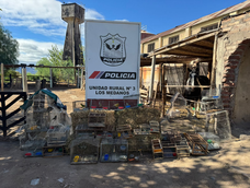 Las aves rescatadas por la Policía en dos operativos realizados en Caucete. Las aves rescatadas por la Policía en dos operativos realizados en Caucete.