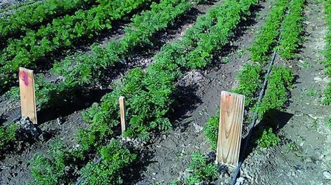 Buscan zanahorias anuales de ciclo corto y mejor calidad de raíz
