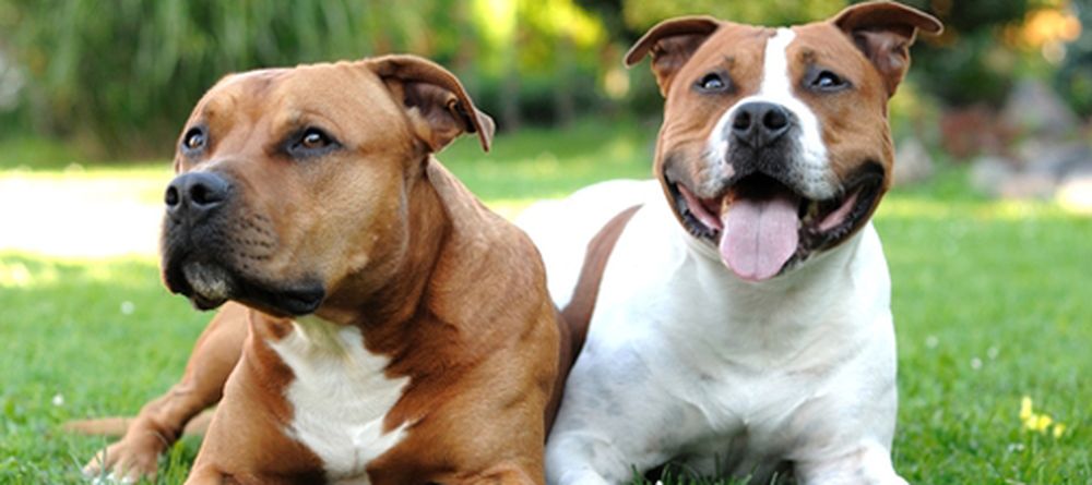 Las claves para criar perros de raza peligrosos y evitar que ataquen