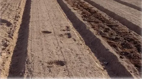 Rendimientos mayores al guano tradicional