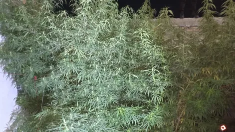 Perseguían a dos ladrones y descubrieron plantas de marihuana de hasta 2 metros de alto