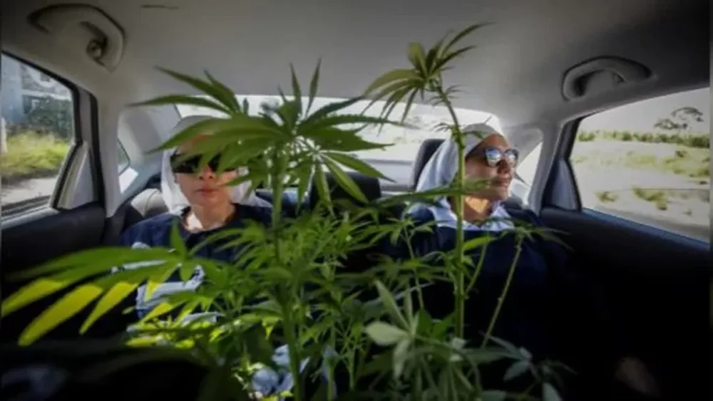 Se visten de monjas para difundir los poderes curativos de la marihuana y son furor