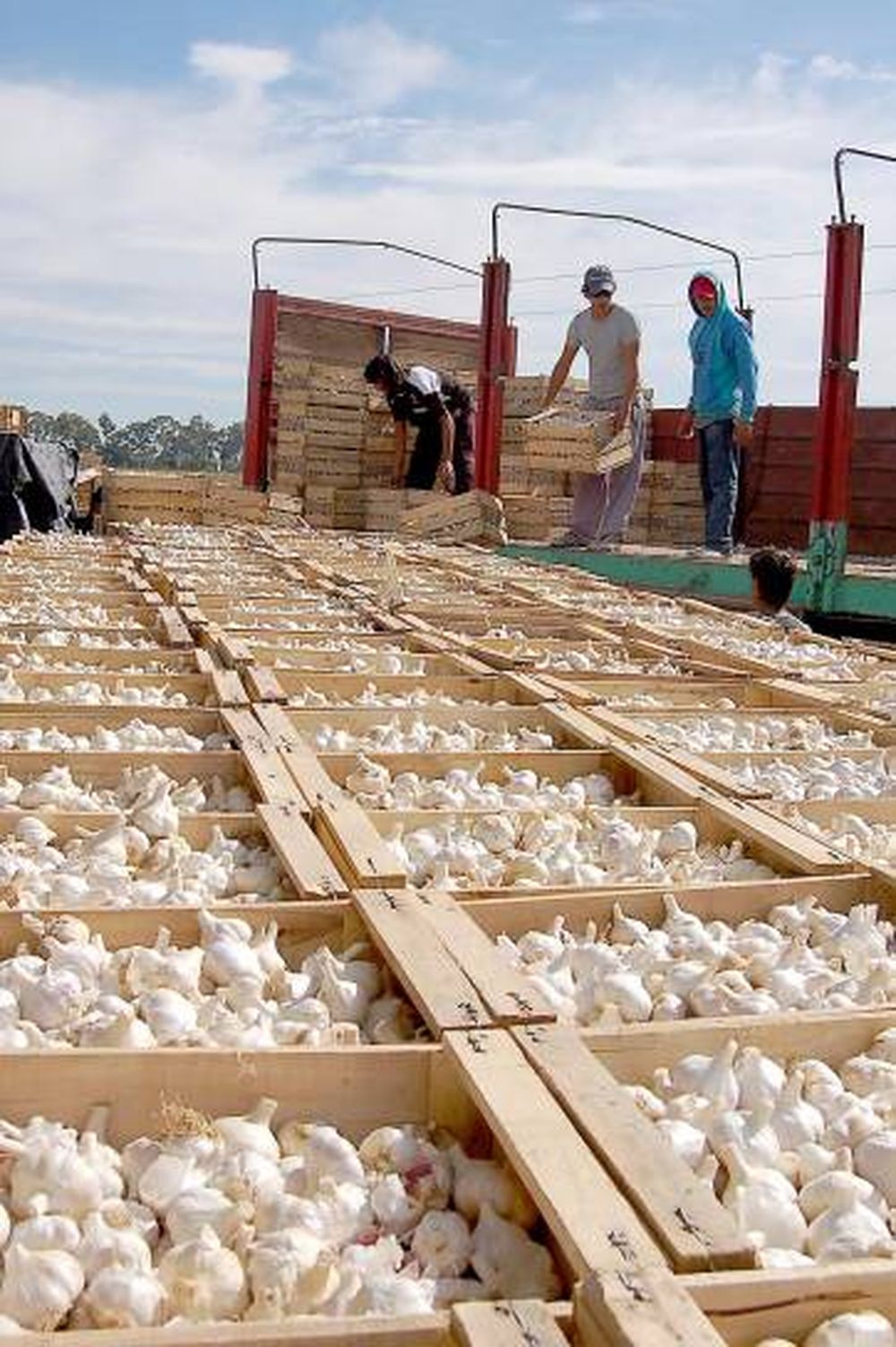 México abre las puertas a los ajos sanjuaninos