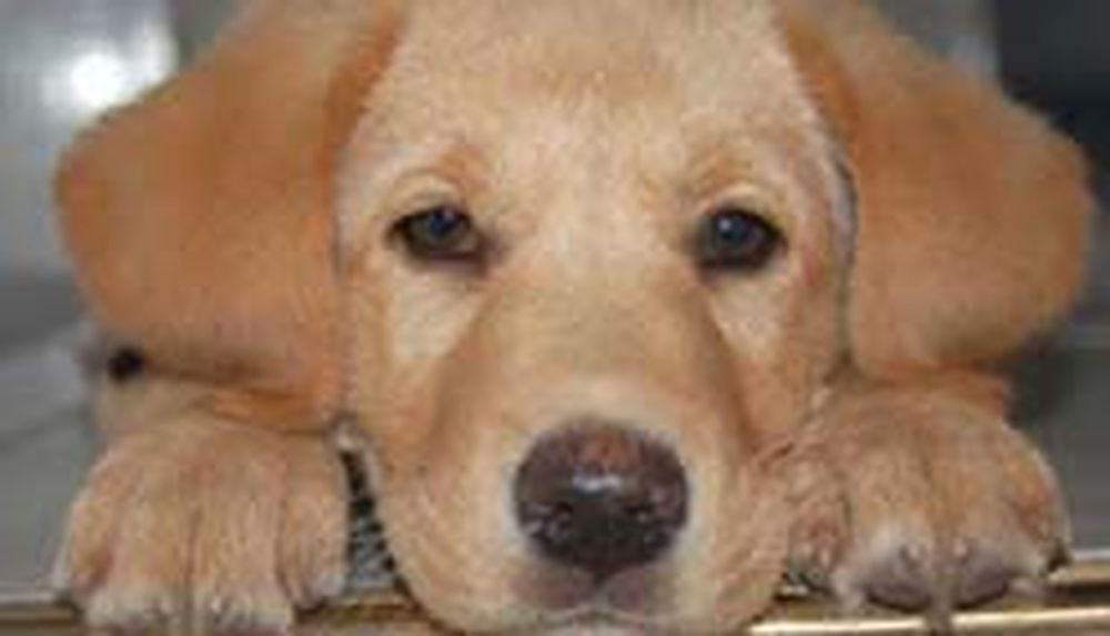 Cómo protegerlas del calor