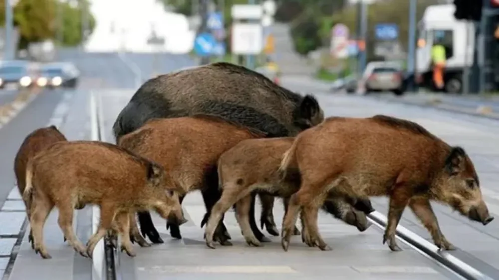 Permiten cazar jabalíes en las ciudades de Italia