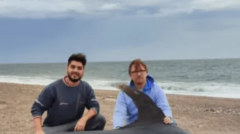 Hallaron un pez espada de casi 300 kilos en la costa de Chubut