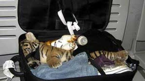 Tigre goleó a Quilmes