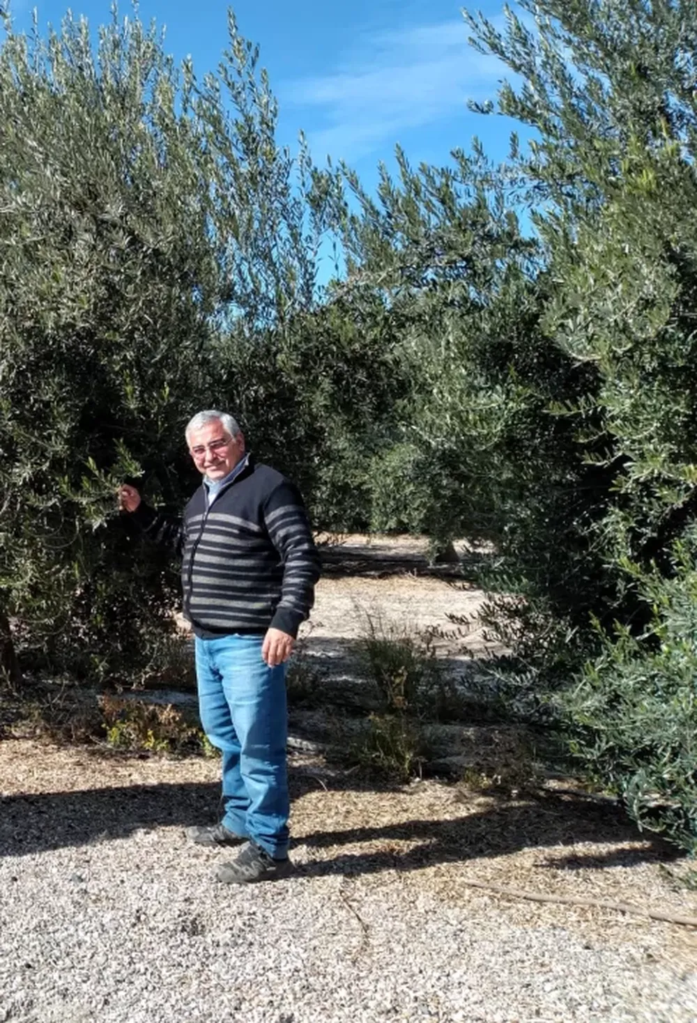 Cosecha de aceitunas conserveras, este año, con un 10% más en kilos