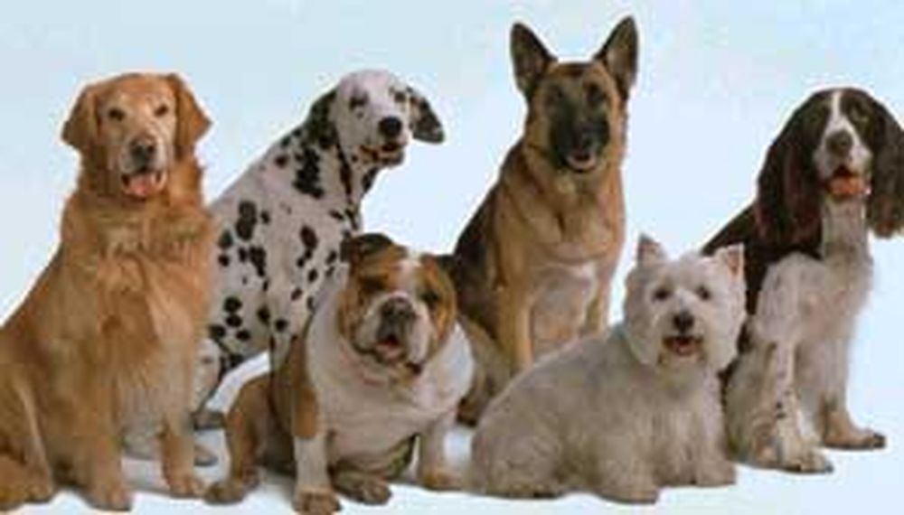 Perros detectan cáncer